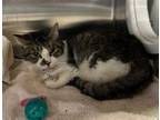 Adopt BETH a Domestic Short Hair