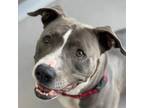 Adopt Momo a American Staffordshire Terrier