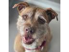Adopt Kyra a Wirehaired Terrier