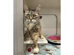 Adopt Whiskerinna a Domestic Long Hair, Domestic Short Hair