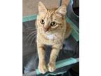 Adopt Shimmer a Domestic Short Hair