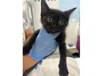 Adopt Jessi a Domestic Short Hair