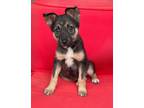 Adopt Hadley a German Shepherd Dog, Mixed Breed