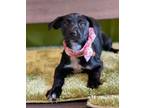 Adopt Remi a Labrador Retriever, Hound