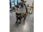 Adopt LUCILLE a Domestic Short Hair