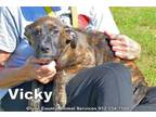 Adopt VICKY a Plott Hound, Mixed Breed