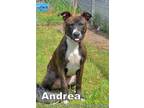 Adopt ANDREA a Labrador Retriever, Plott Hound