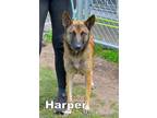 Adopt HARPER a Dutch Shepherd, Belgian Shepherd / Malinois