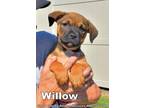 Adopt WILLOW a German Shepherd Dog, Labrador Retriever