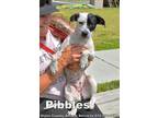 Adopt PIBBLES a Bluetick Coonhound, Mixed Breed