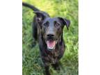 Adopt Ethel a Labrador Retriever