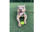 Adopt Mollie a Pit Bull Terrier, Mixed Breed