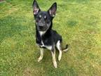 Adopt BAILEY a German Shepherd Dog, Mixed Breed