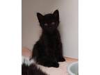 Adopt Chickadee (adopted) a Domestic Short Hair