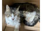 Adopt 24-05-1383 Sabrina a Domestic Medium Hair