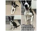 Adopt CHARLIE a Mixed Breed