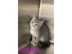 Adopt Diabla a Domestic Short Hair