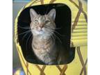 Adopt Genie a Domestic Short Hair