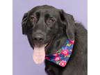 Adopt Lillian a Labrador Retriever, Mixed Breed