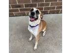 Adopt Gigi a Cattle Dog, Mixed Breed