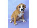 Adopt June a Boxer, Labrador Retriever