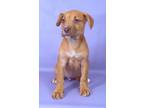 Adopt Jera a Boxer, Labrador Retriever