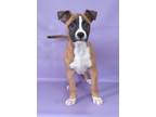 Adopt Seraphina a Boxer, Mixed Breed