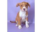 Adopt Jena a Boxer, Labrador Retriever