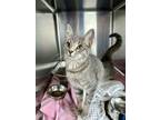 Adopt Abby a Domestic Short Hair