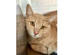 Adopt Felicity a Domestic Short Hair