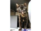 Adopt Alley a Domestic Short Hair