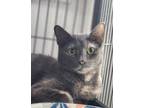 Adopt Lacey a Domestic Medium Hair