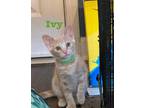 Adopt Ivy a Domestic Medium Hair