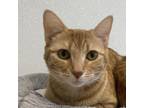 Adopt JellyBean a Domestic Short Hair