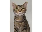 Adopt Coco (Bonded with Chanel) a Domestic Short Hair
