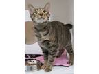 Adopt Chanel (Bonded with Coco) (Smitten Kitten) a Domestic Short Hair