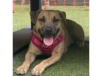 Adopt NELLY a Pit Bull Terrier, Mixed Breed