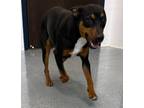 Adopt Jandy a Miniature Pinscher