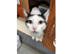 Adopt Spice a Domestic Short Hair