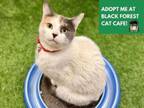 Adopt IVORY a Domestic Short Hair