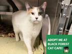 Adopt IVORY a Domestic Short Hair