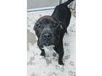 Adopt April a Pit Bull Terrier, Mixed Breed