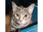 Adopt Cynder a Domestic Short Hair