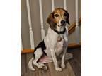 Adopt Isabella - Fostered in Omaha a Beagle