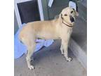 Adopt Emma - Fostered in KC a Labrador Retriever, Hound