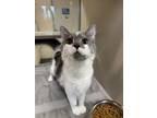 Adopt Adeline a Domestic Long Hair, Domestic Short Hair