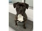 Adopt Jada a Pit Bull Terrier