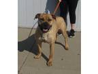 Adopt MUTTLEY CREW a Mastiff, Black Mouth Cur