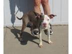 Adopt A758674 a Pit Bull Terrier, Mixed Breed