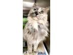 Adopt Fluffy Atlantic a Domestic Long Hair